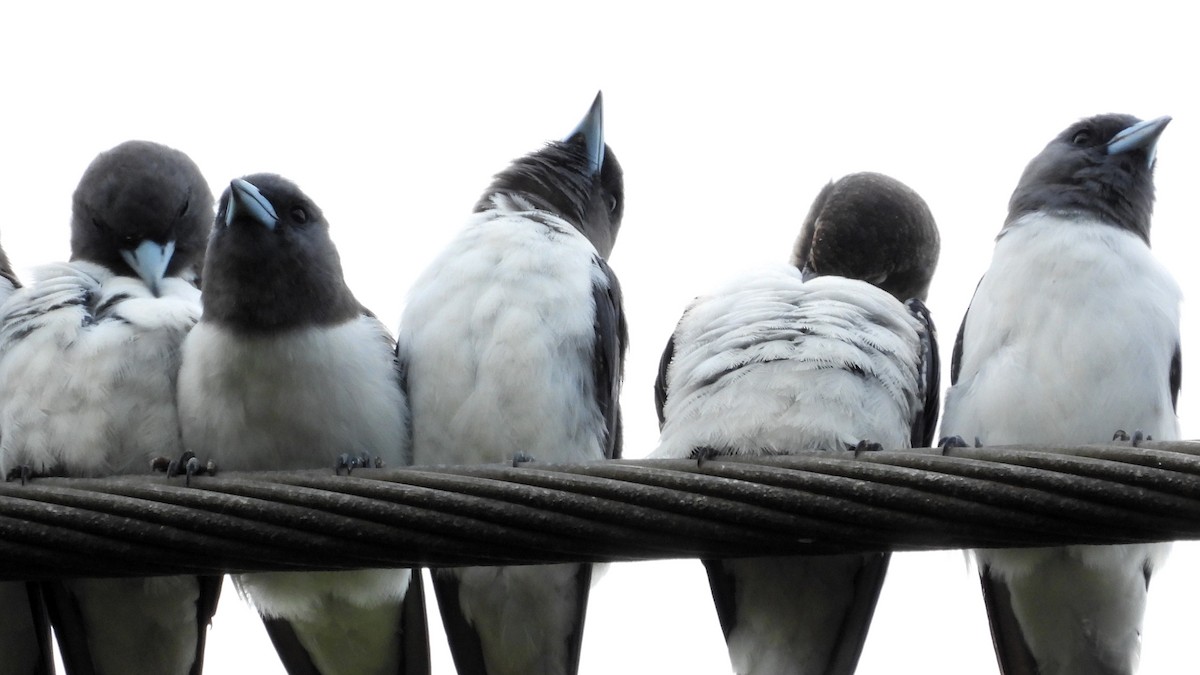 White-breasted Woodswallow - ML615763005