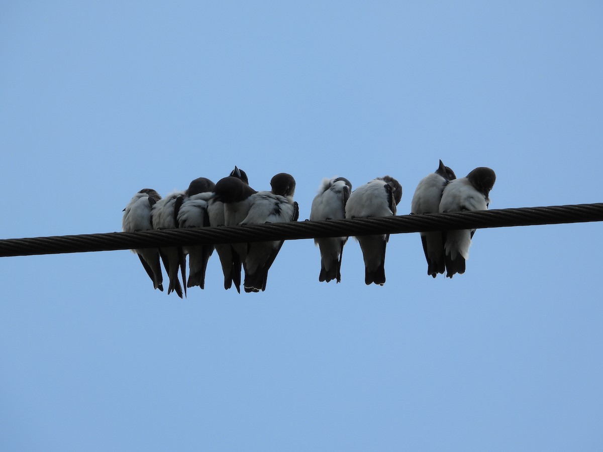 白胸燕鵙 - ML615763007