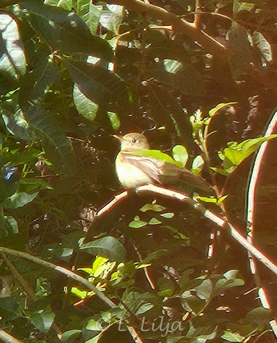 Least Flycatcher - ML615763037