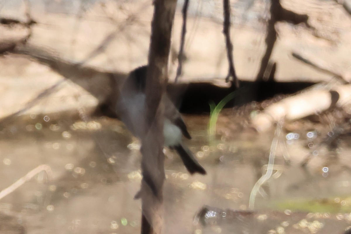 Moucherolle phébi - ML615763041