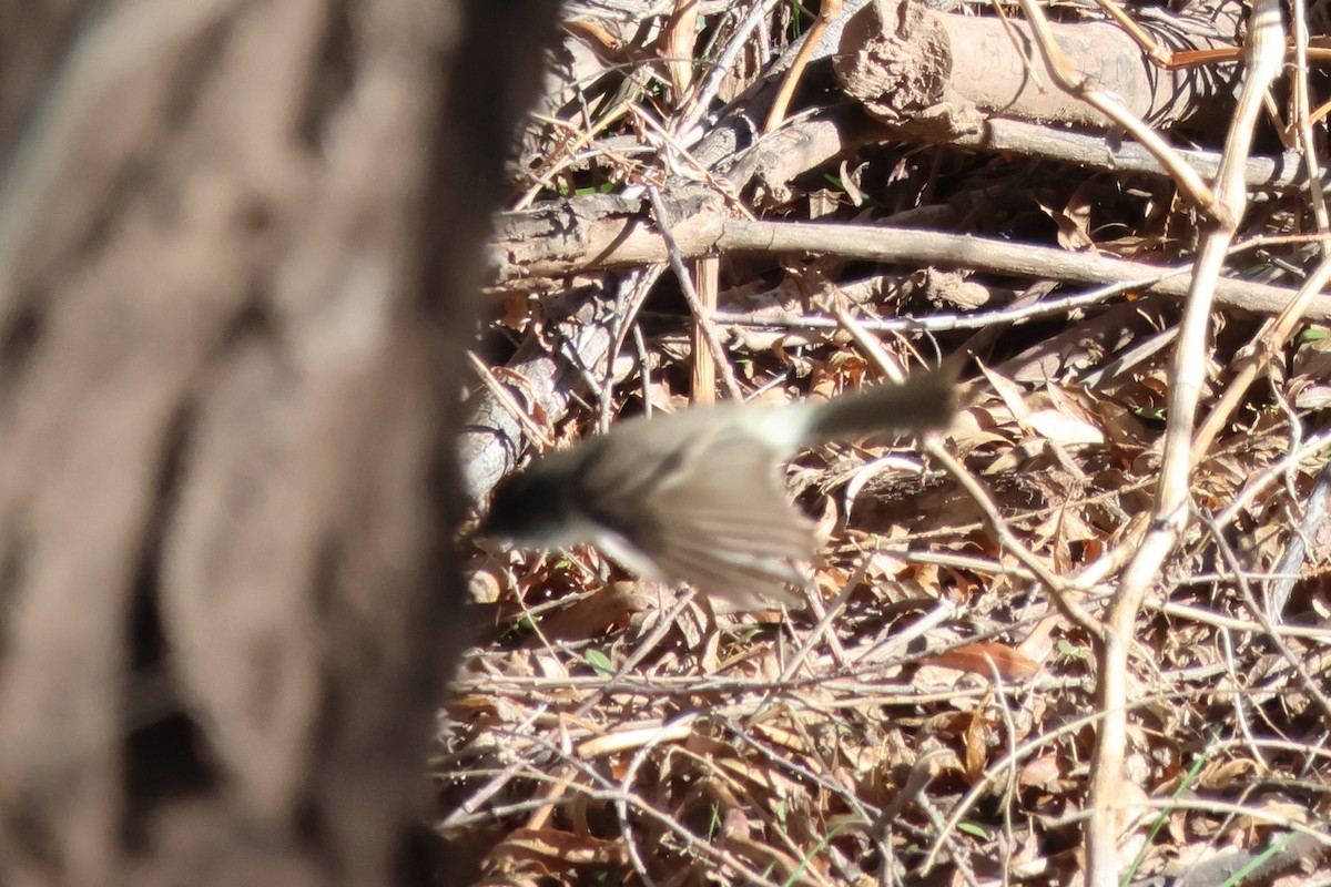 Moucherolle phébi - ML615763042