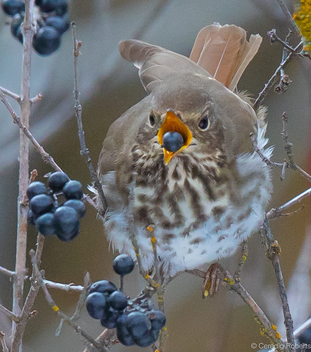 Hermit Thrush - ML615763091