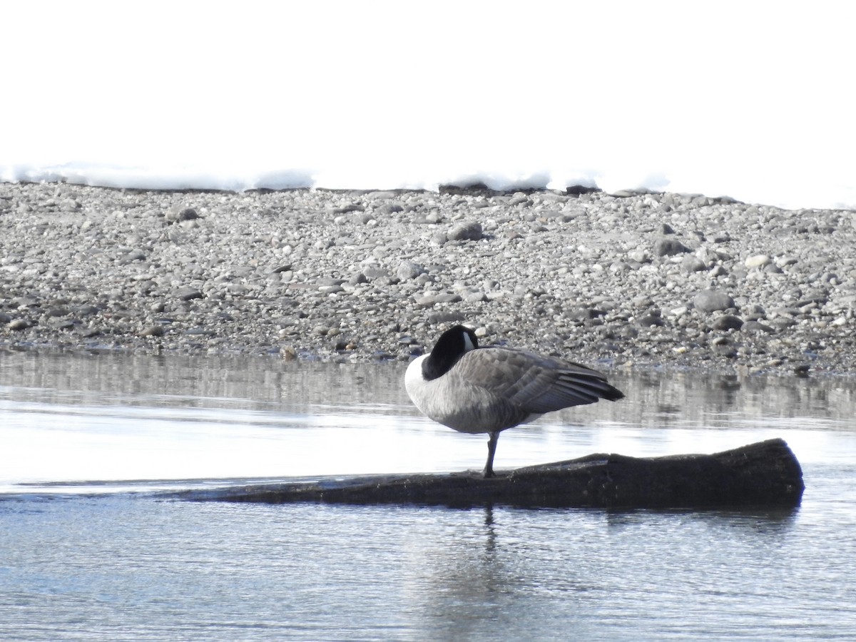 Canada Goose - ML615763097