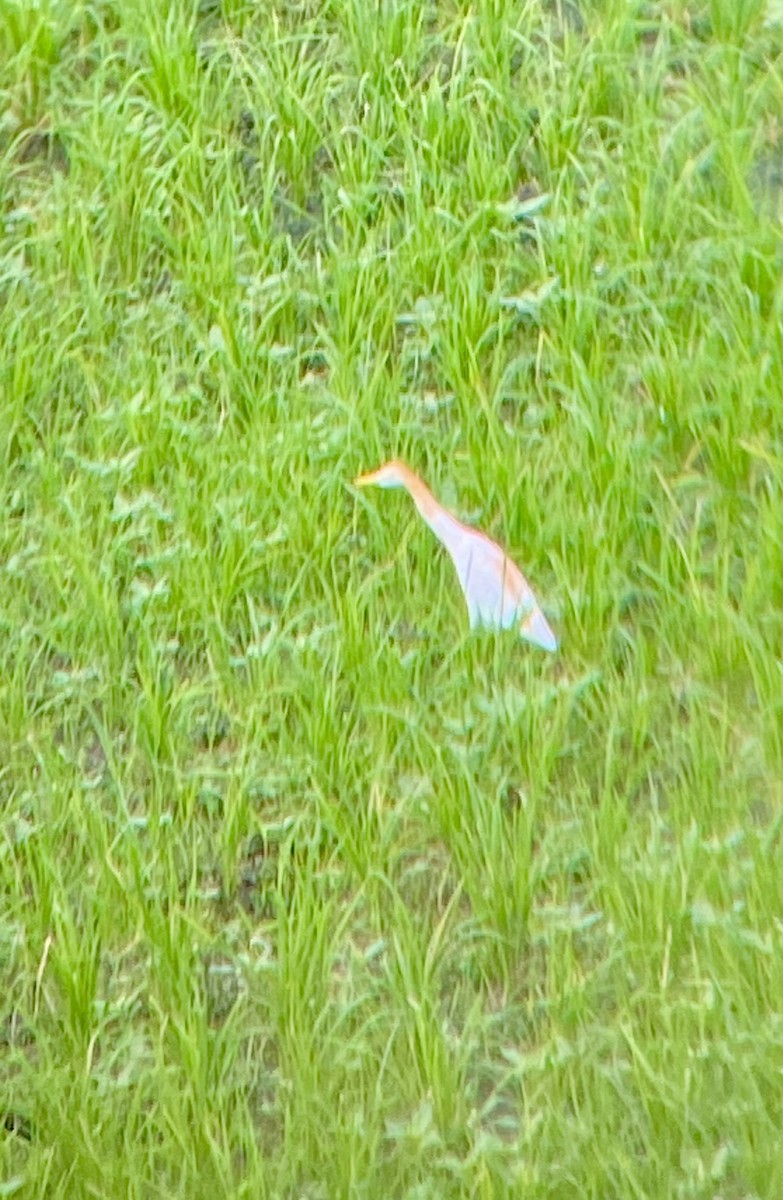 Crabier malais - ML615763103