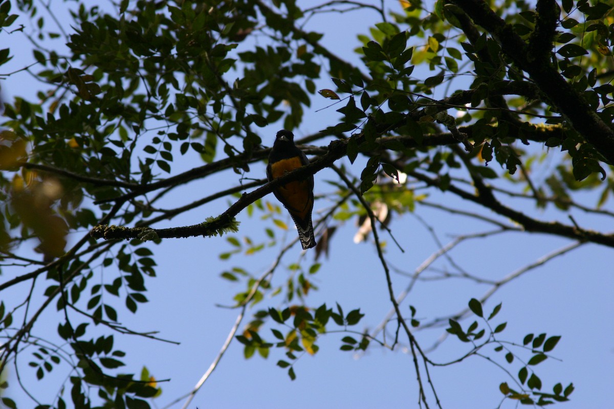 Gartered Trogon - ML615763157