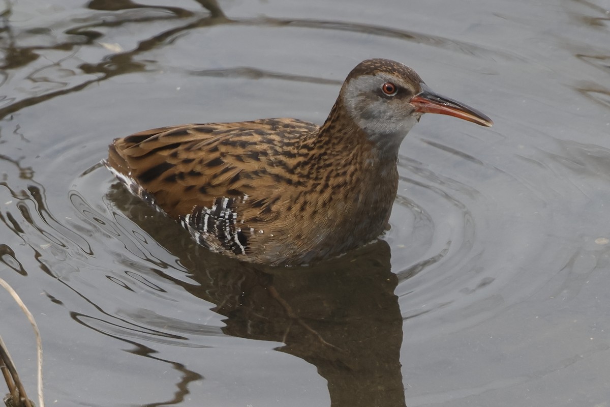 Brown-cheeked Rail - ML615763193