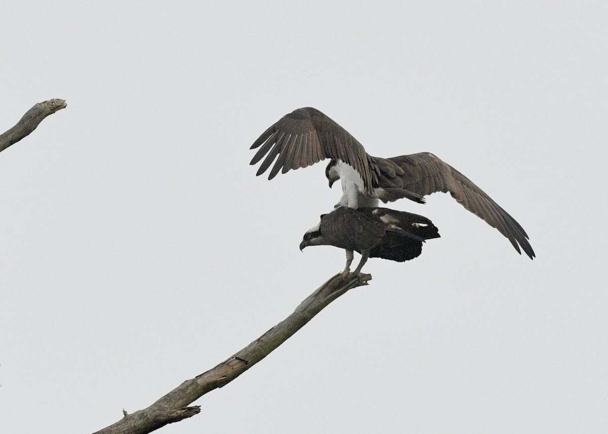 Osprey - Gregory Bozek