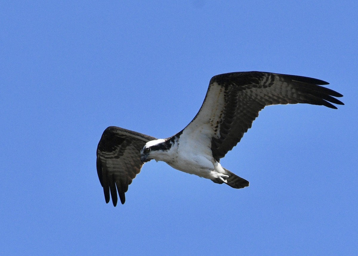 Osprey - Gregory Bozek