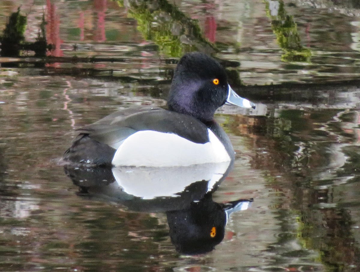 Ring-necked Duck - Am Ke