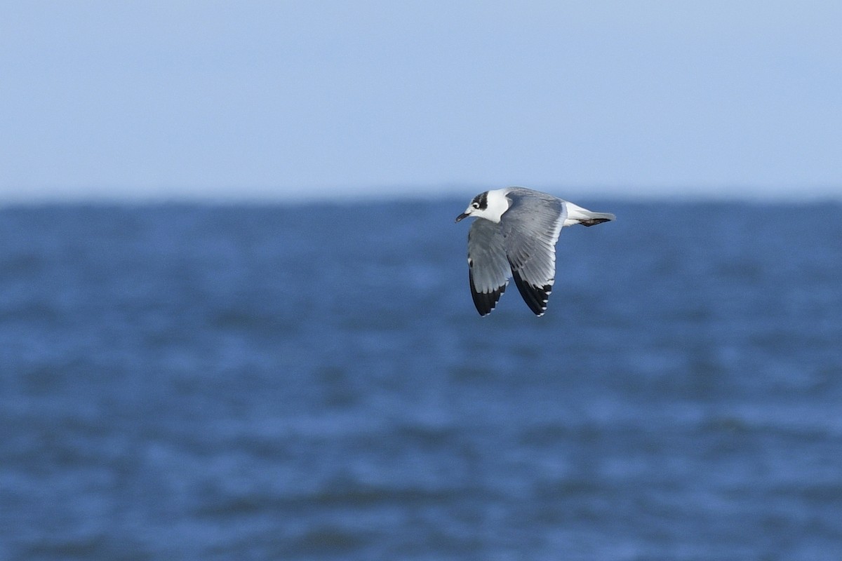 Franklin's Gull - ML615763324