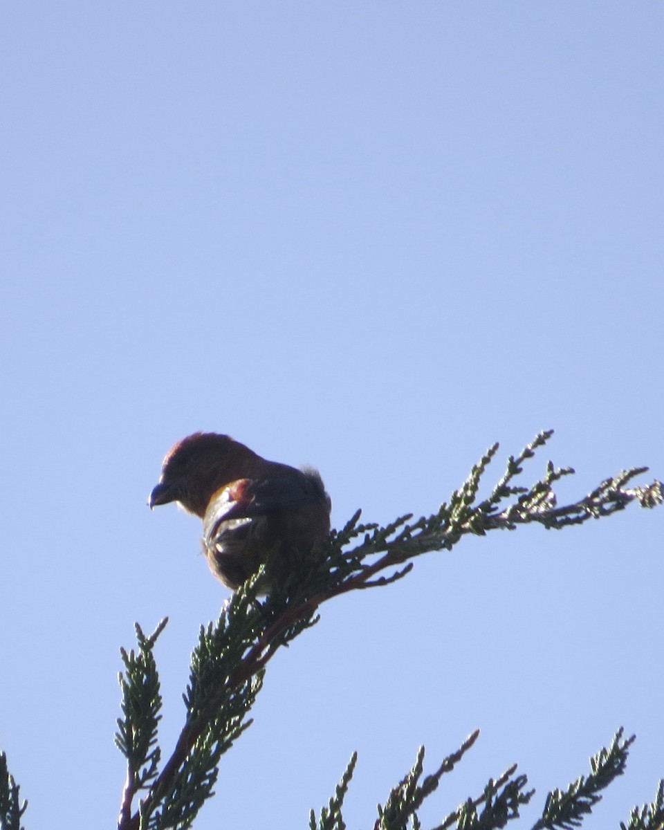 Red Crossbill - ML615763328