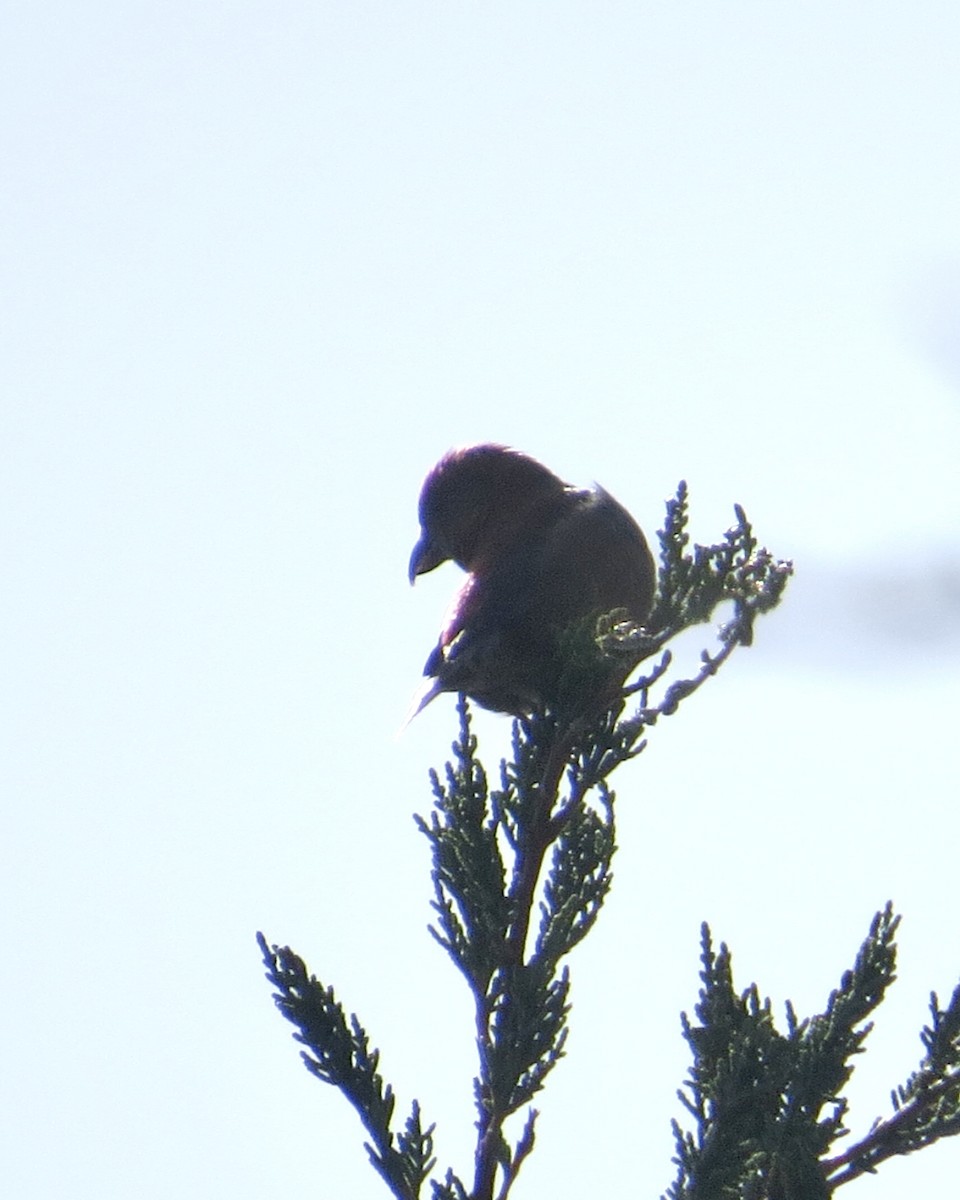 Red Crossbill - ML615763329