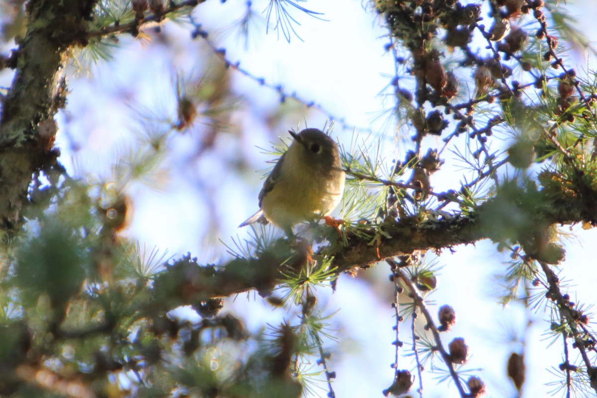 Ruby-crowned Kinglet - Yiming Qiu