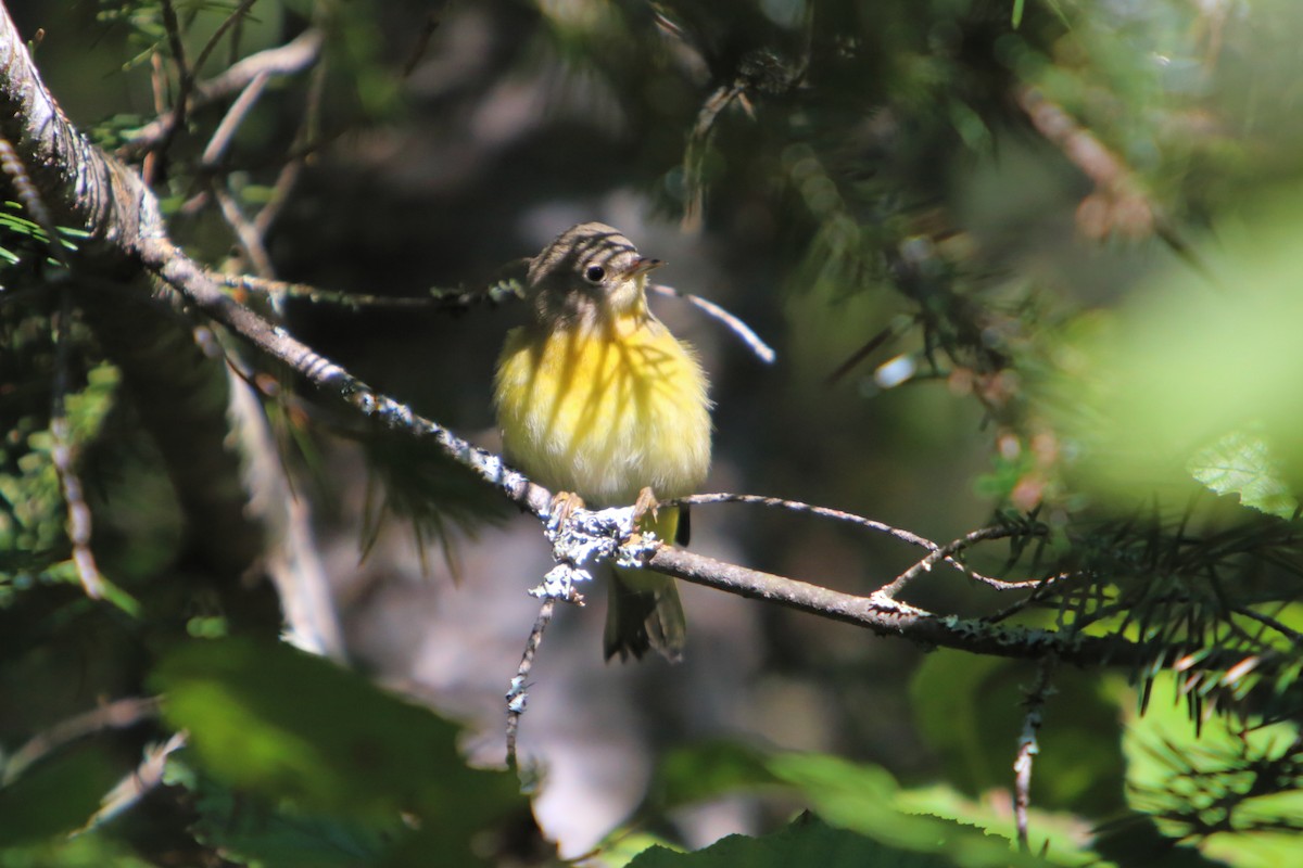 Common Yellowthroat - Yiming Qiu