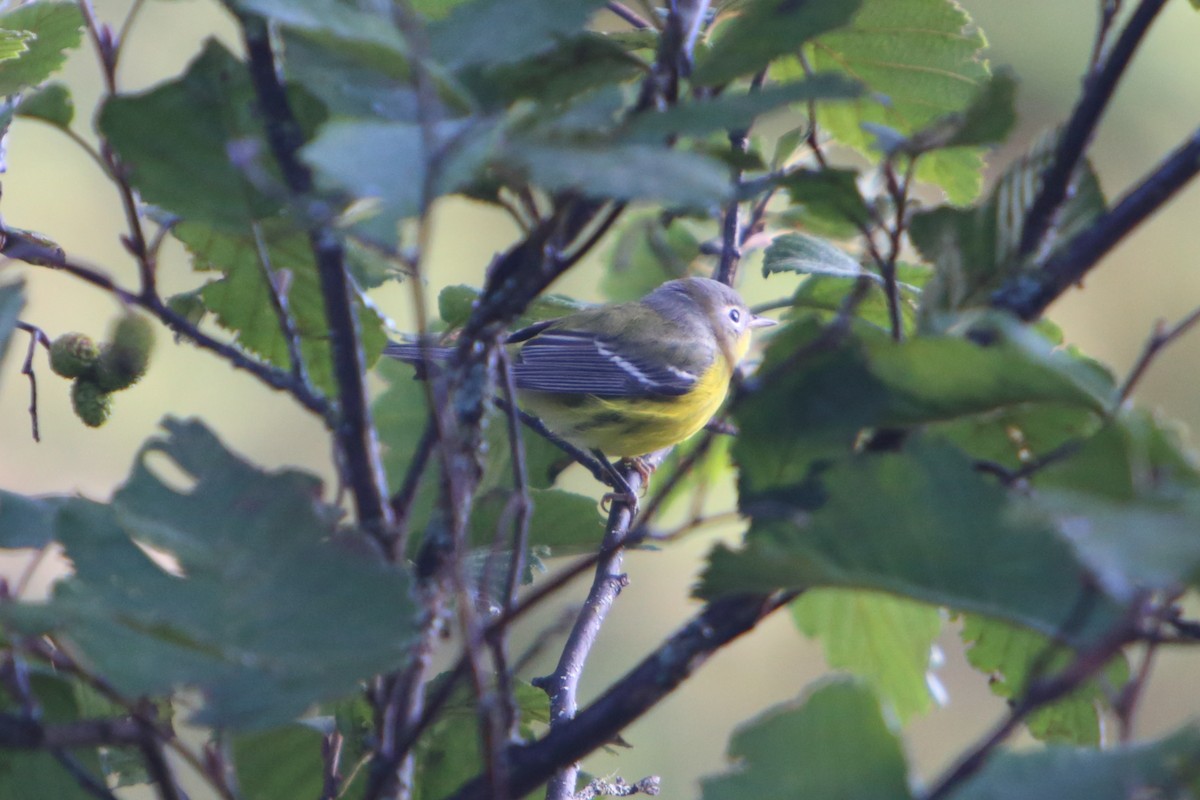 Magnolia Warbler - Yiming Qiu