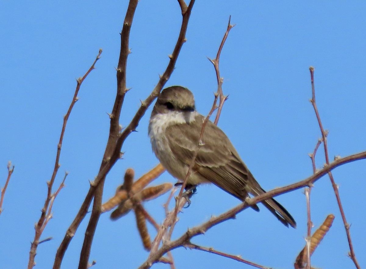 Vermilion Flycatcher - ML615763369