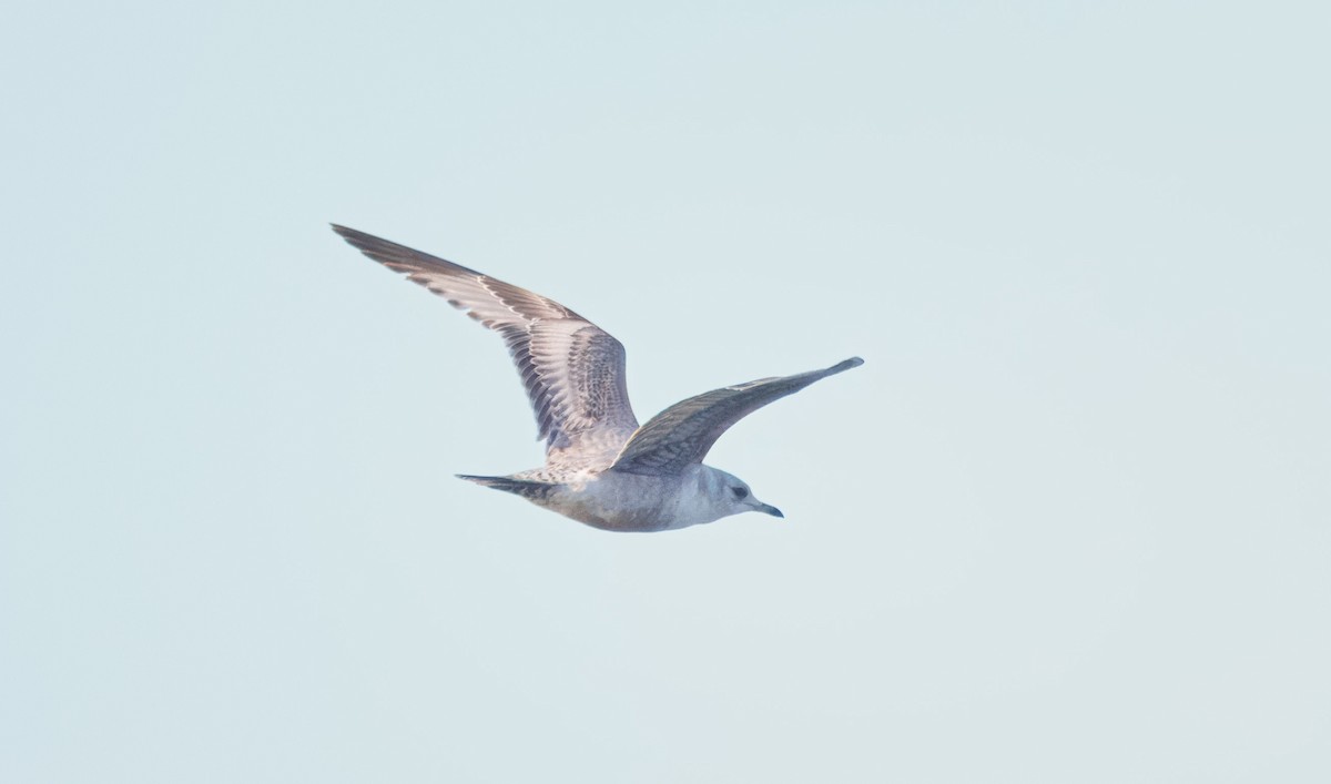 gull sp. - John Callender