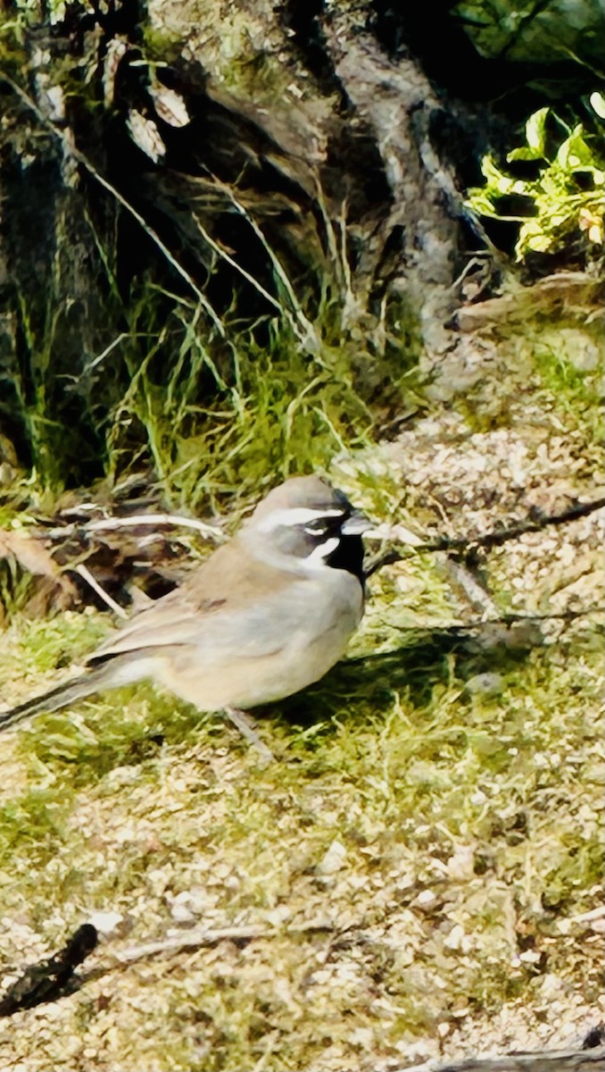Black-throated Sparrow - David Cook