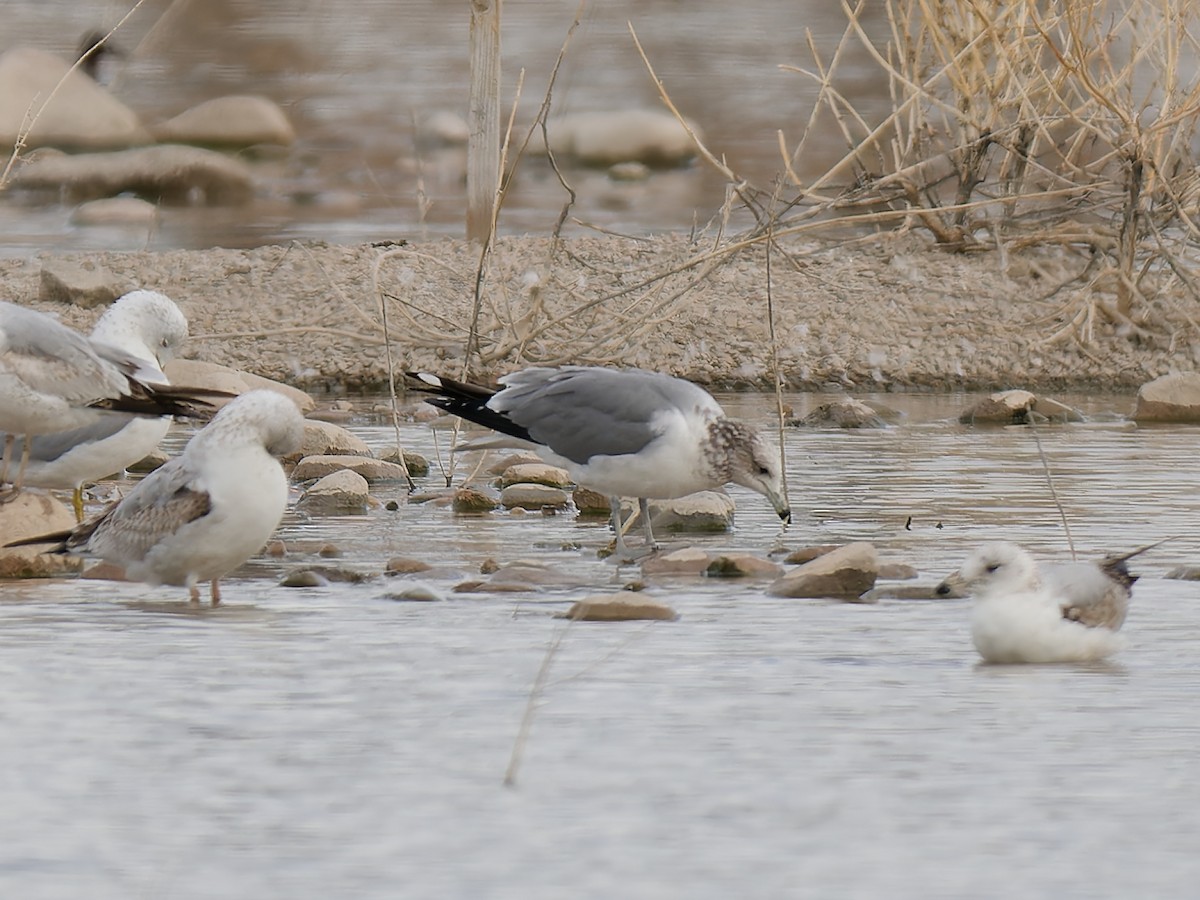 California Gull - ML615763447