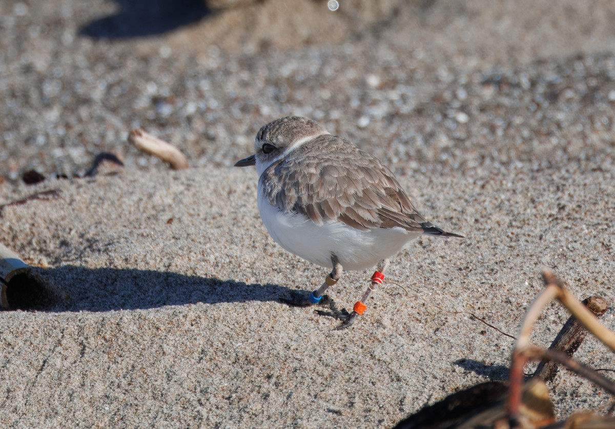 Snowy Plover - ML615763451