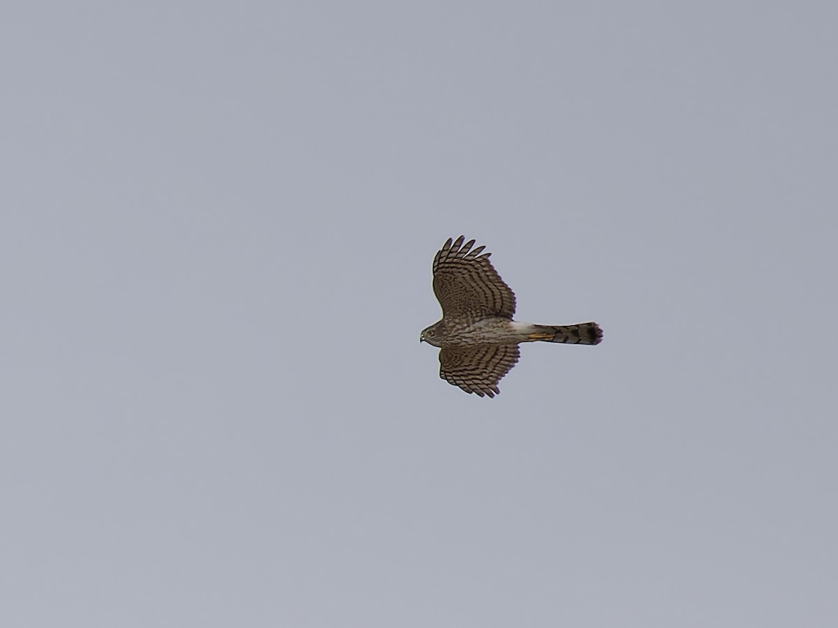 Sharp-shinned Hawk - ML615763465