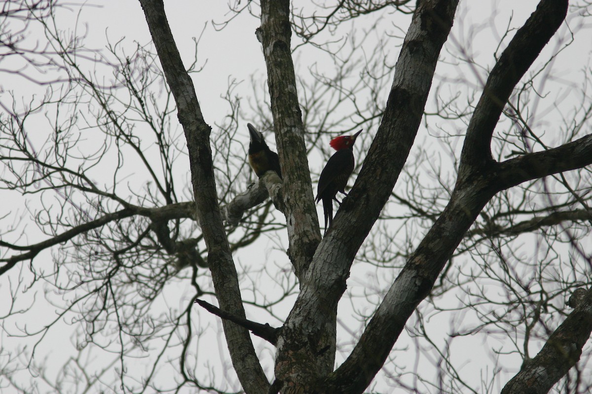 Crimson-crested Woodpecker - ML615763526