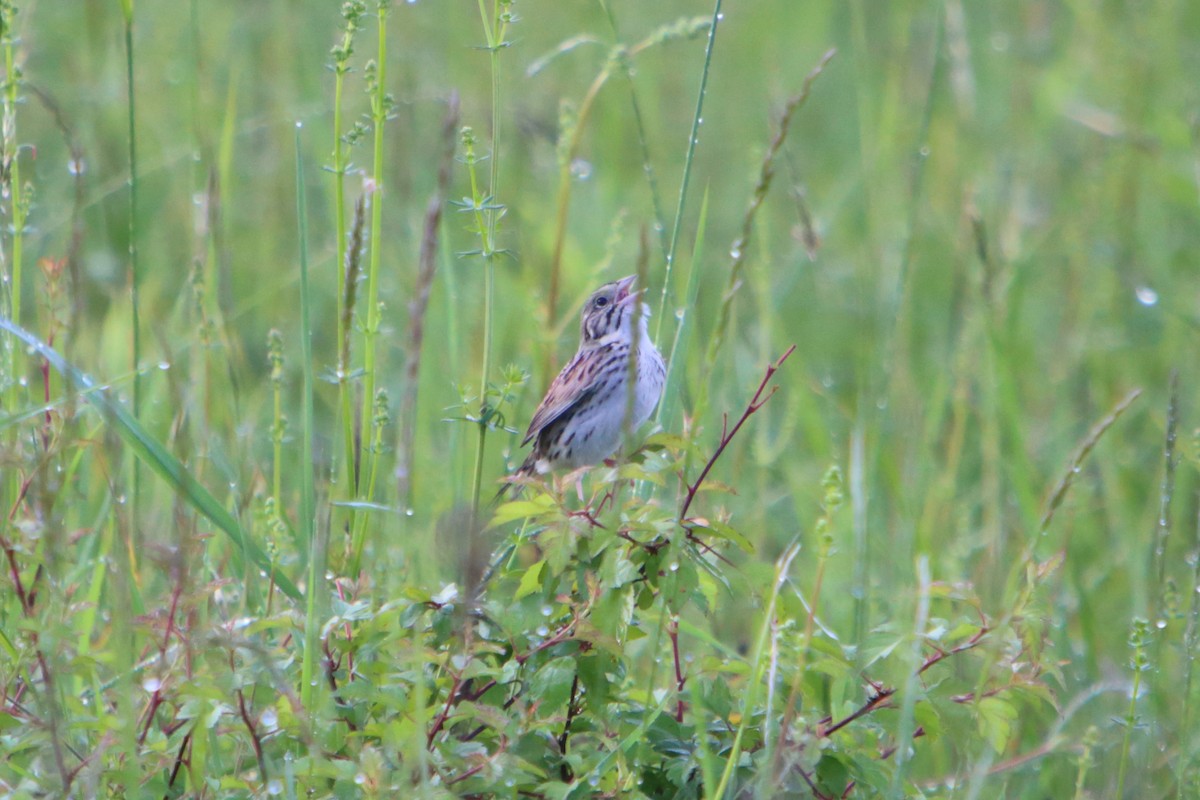 Henslow's Sparrow - ML615763538