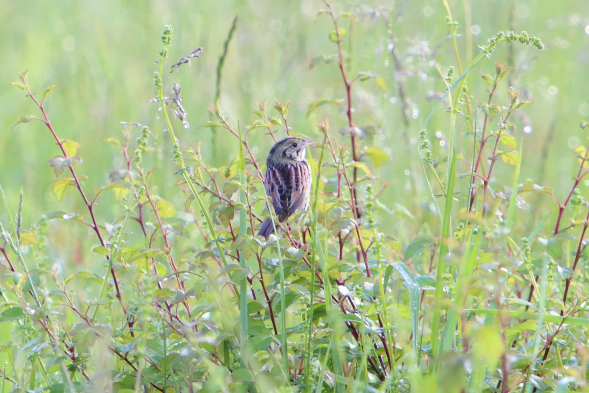 Henslow's Sparrow - ML615763539