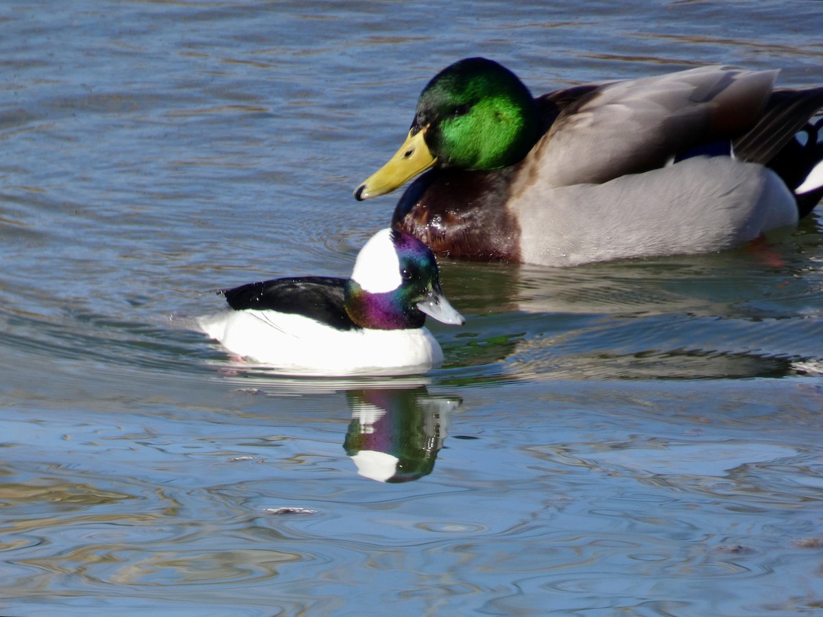 Bufflehead - ML615763561