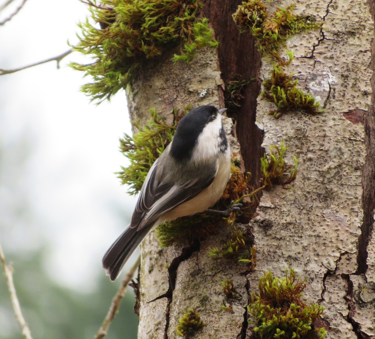 Black-capped Chickadee - Am Ke