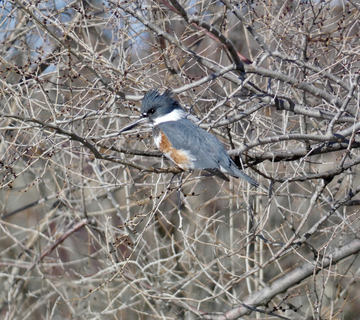 Belted Kingfisher - ML615763584