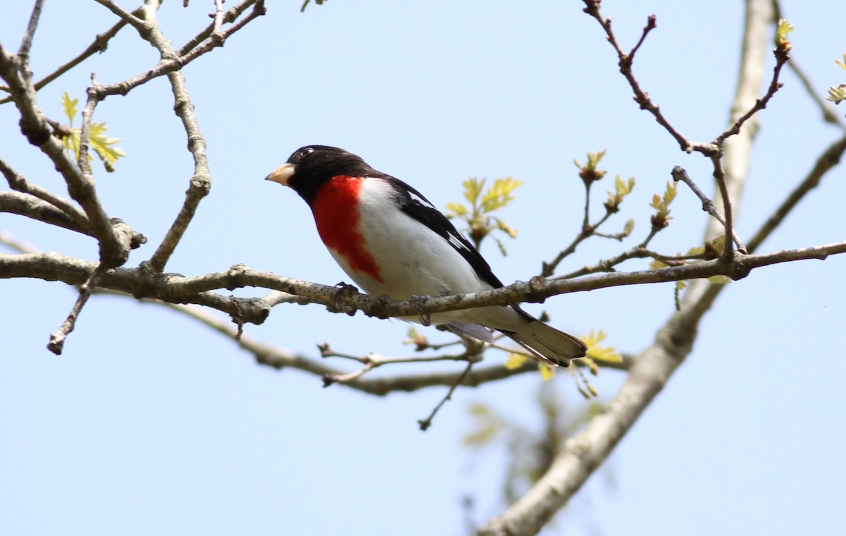 Rose-breasted Grosbeak - ML615763603