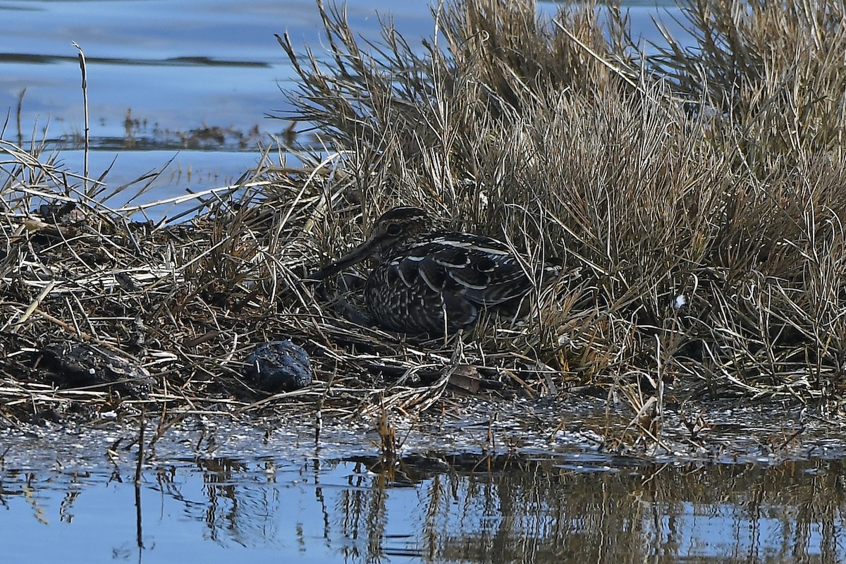 Wilson's Snipe - MJ OnWhidbey