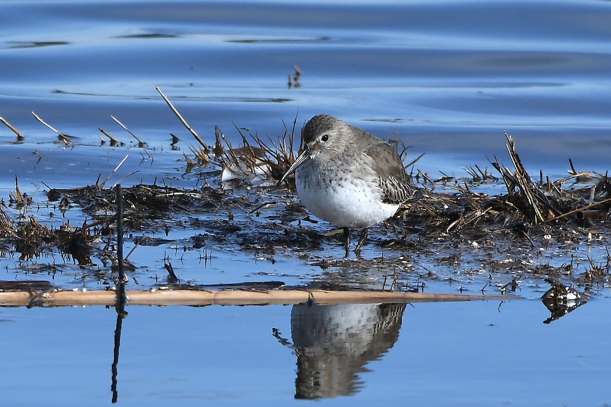 Dunlin - MJ OnWhidbey