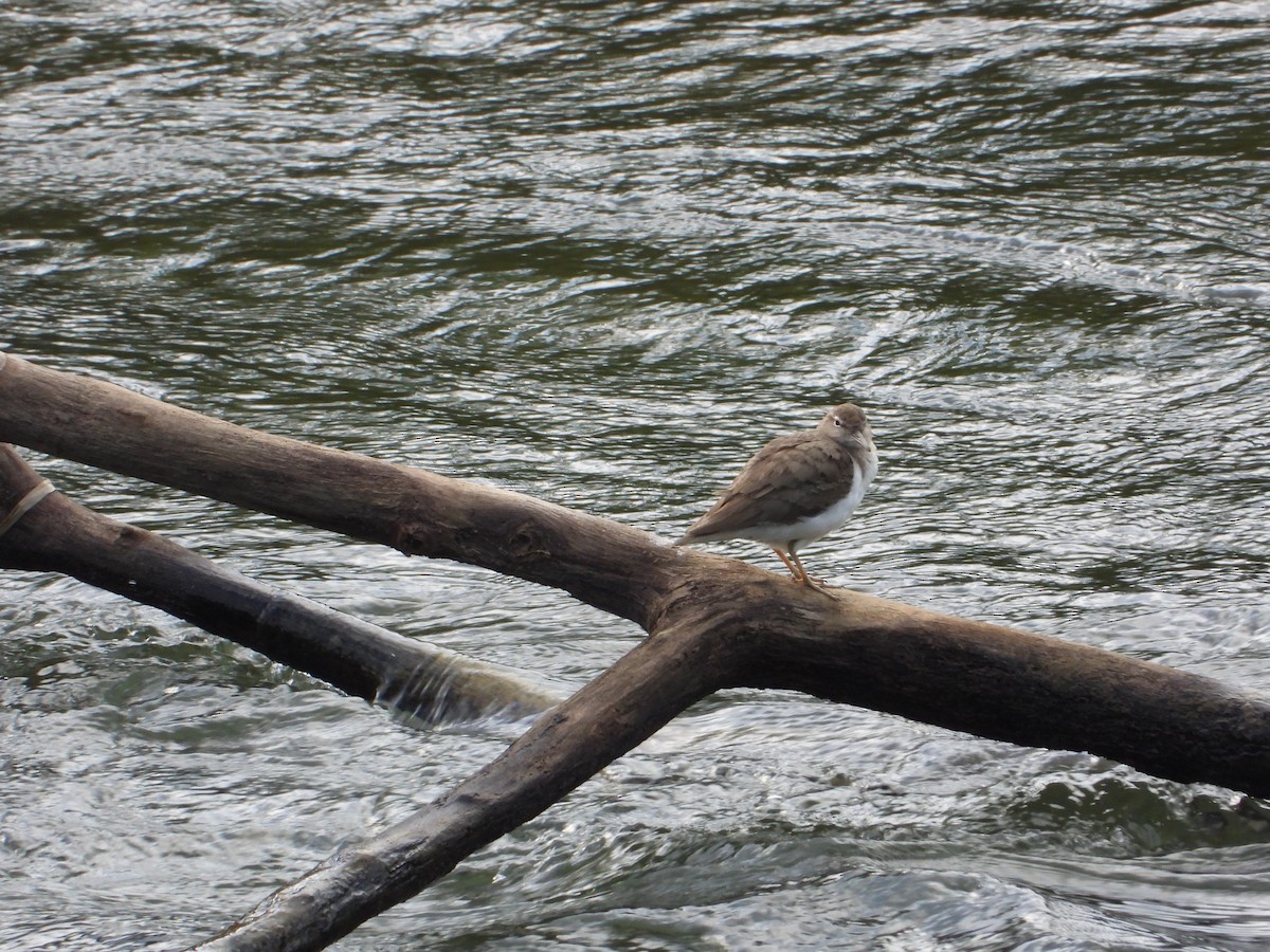 Spotted Sandpiper - ML615763727