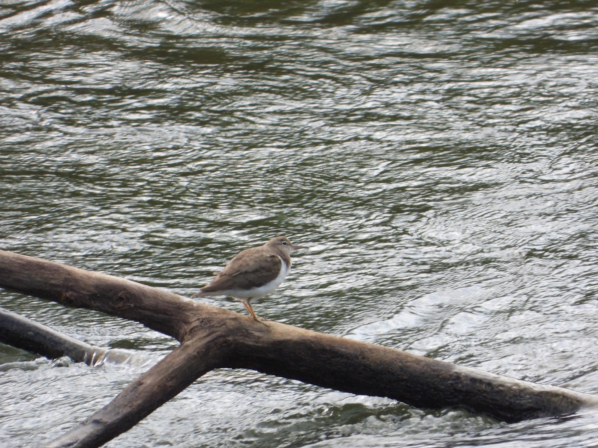 Spotted Sandpiper - ML615763728