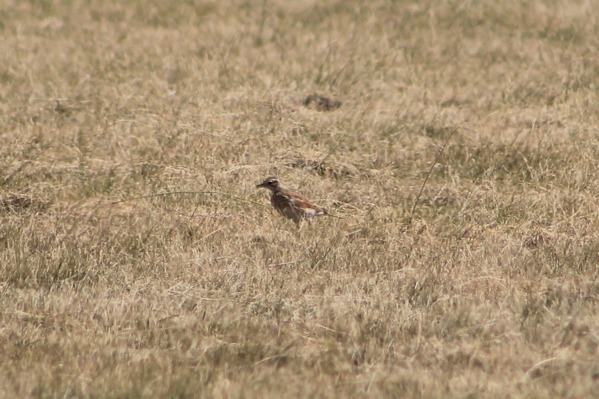 Bisbita Neozelandés (grupo australis) - ML615763744