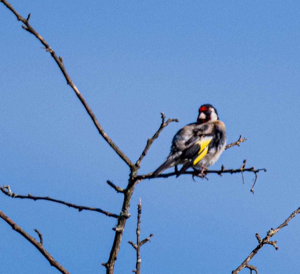 European Goldfinch - Carlton Cook