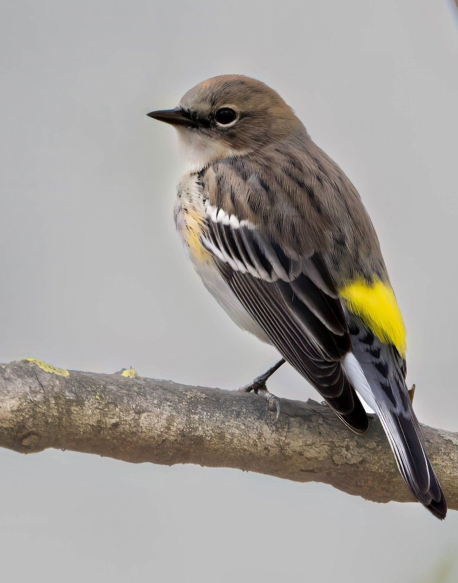 Yellow-rumped Warbler (Myrtle) - ML615763780