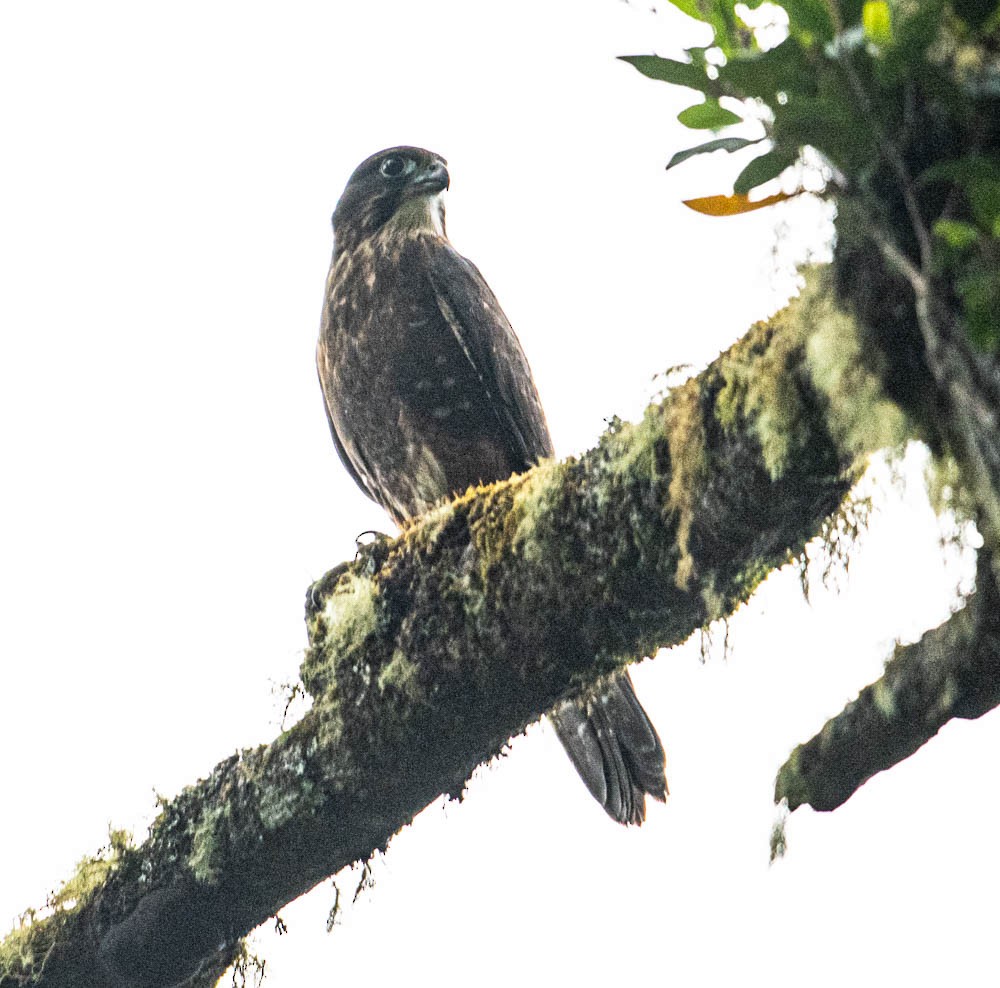 New Zealand Falcon - ML615763787