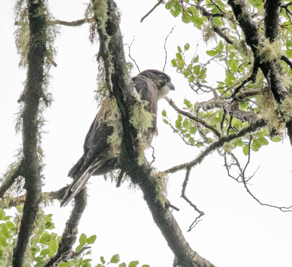 New Zealand Falcon - ML615763788