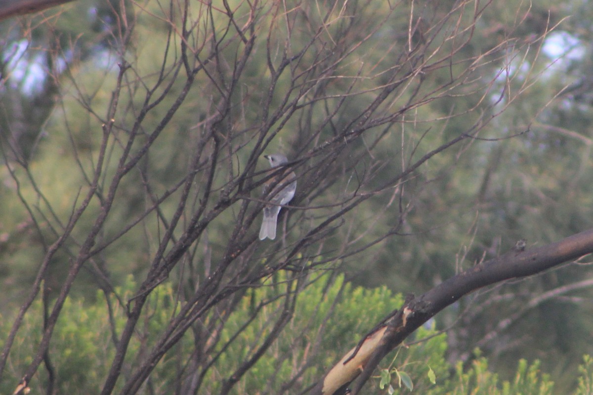 Gray Shrikethrush - Steve  McIntosh