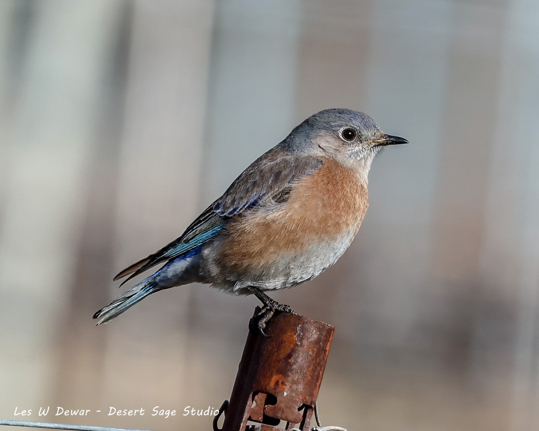 Western Bluebird - Les Dewar