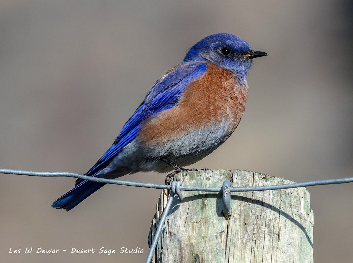 Western Bluebird - Les Dewar