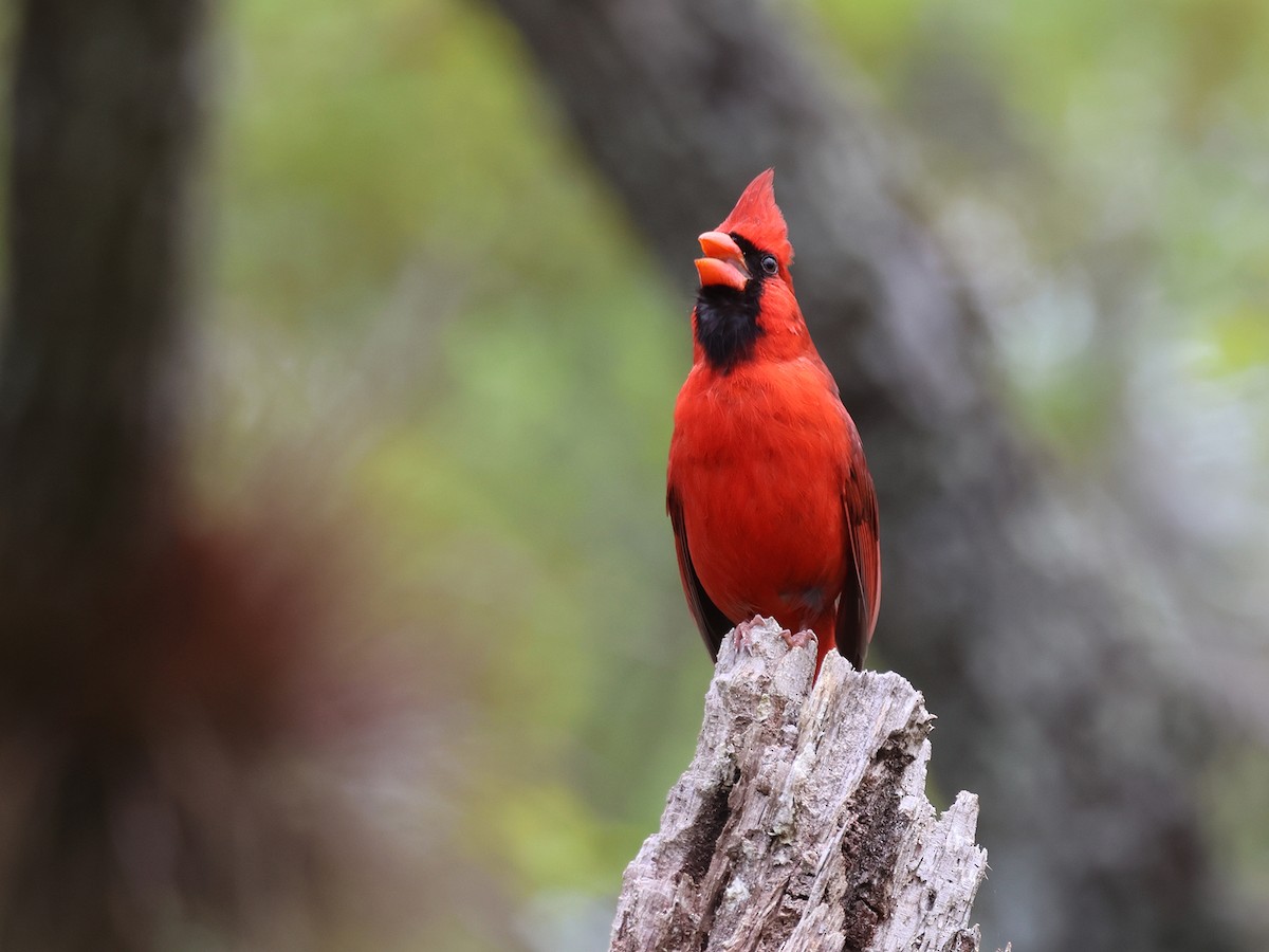 Northern Cardinal - ML615763951