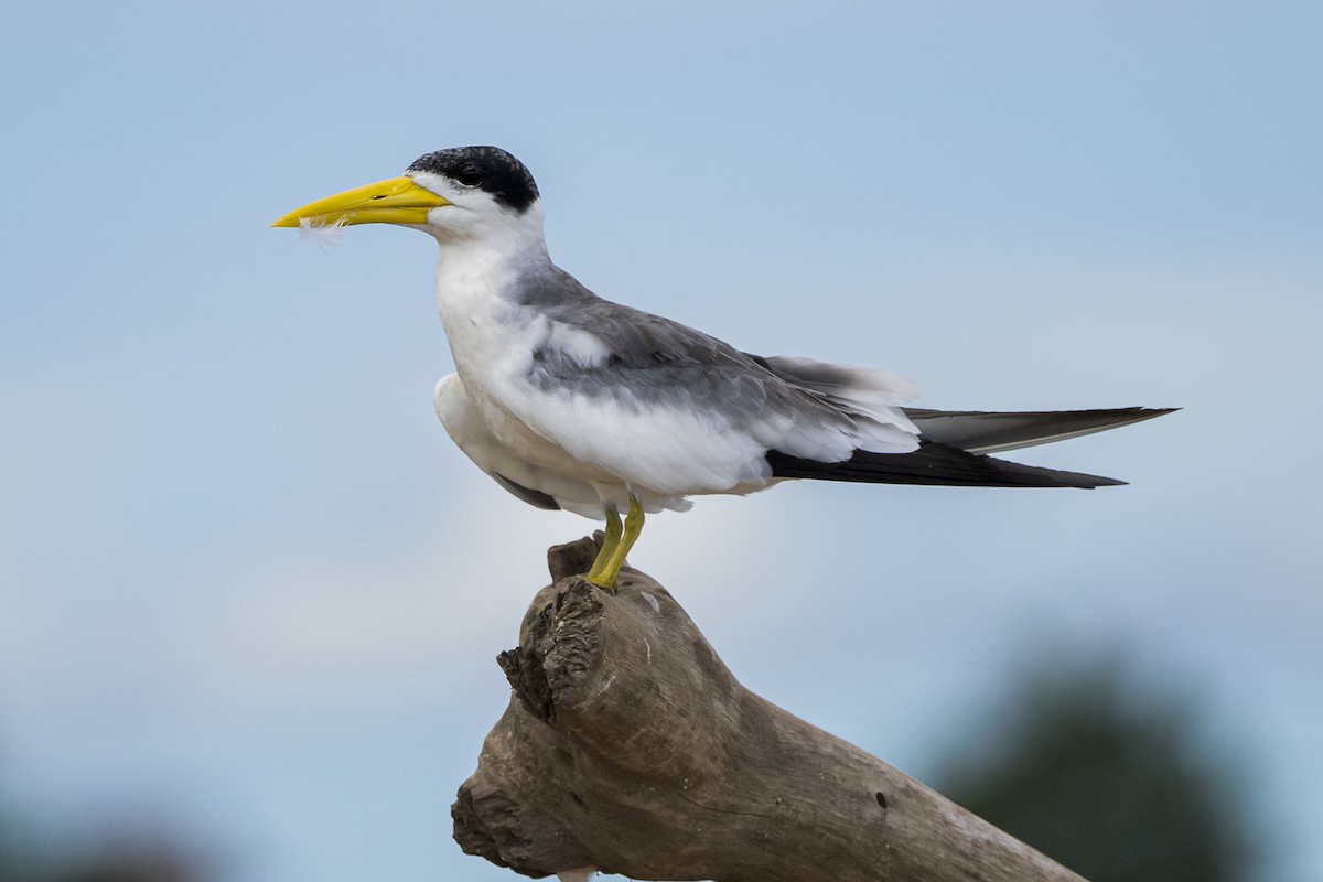 Large-billed Tern - ML615763986