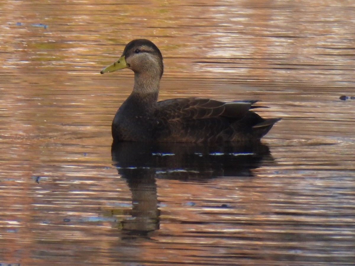 Canard noir - ML615764016