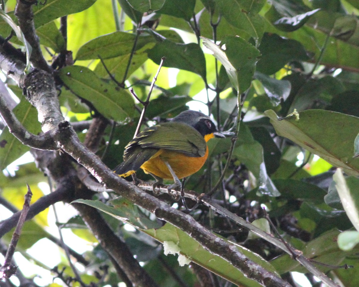 Many-colored Bushshrike - ML615764055