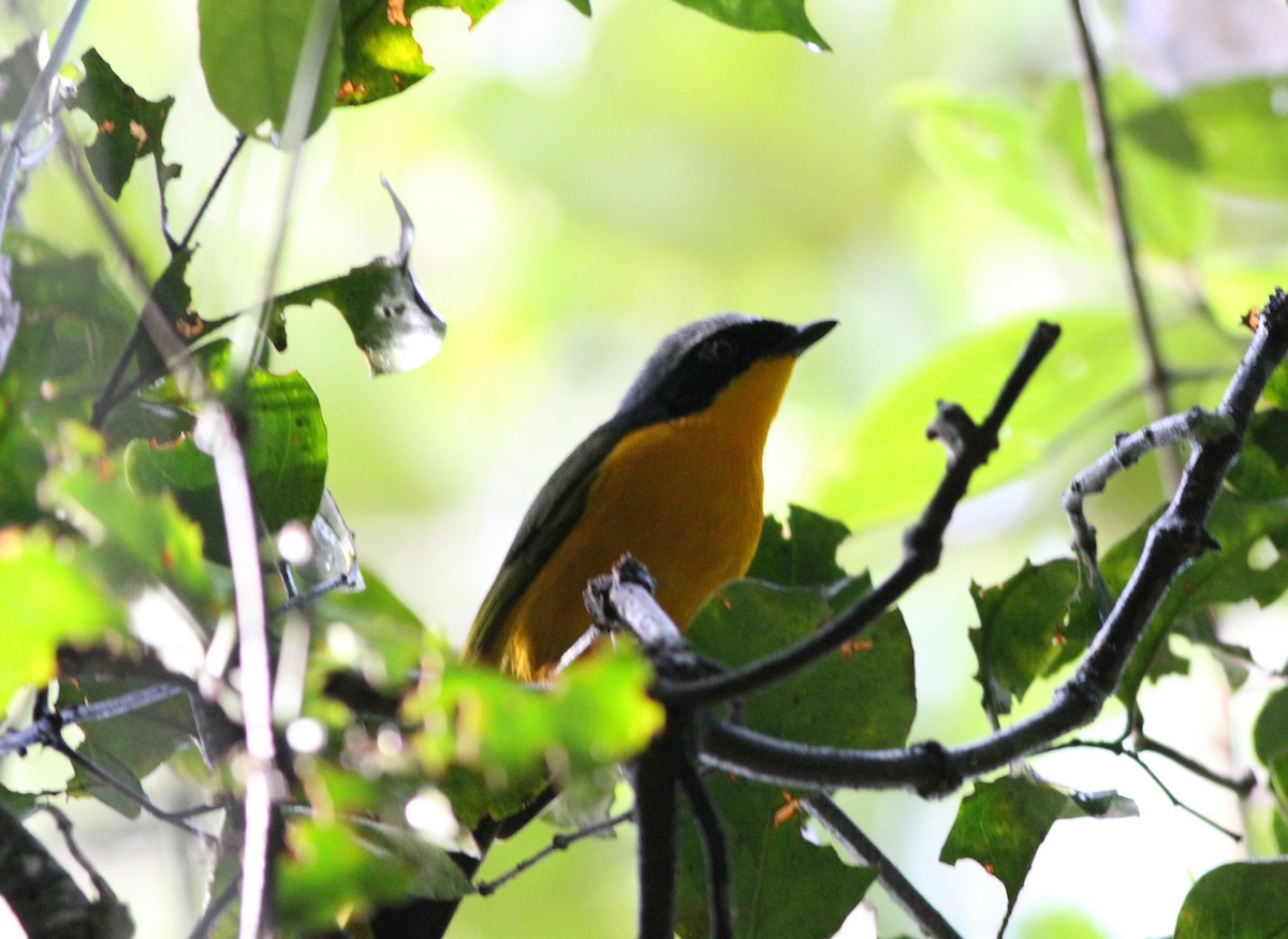 Many-colored Bushshrike - ML615764056