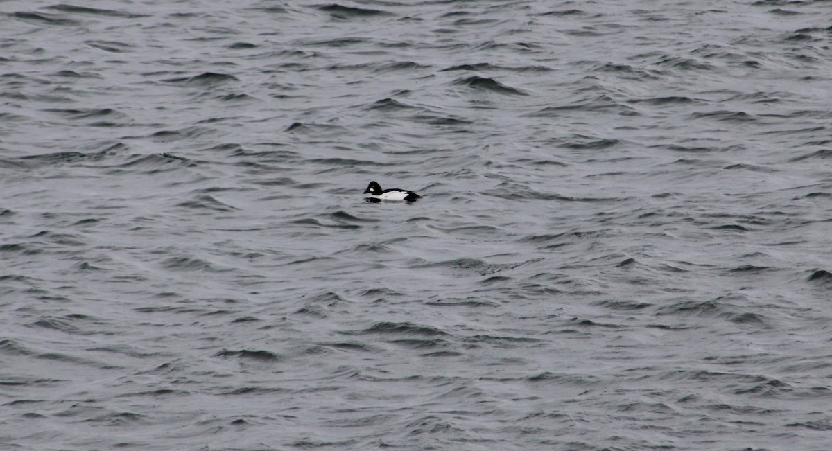 Common Goldeneye - ML615764067